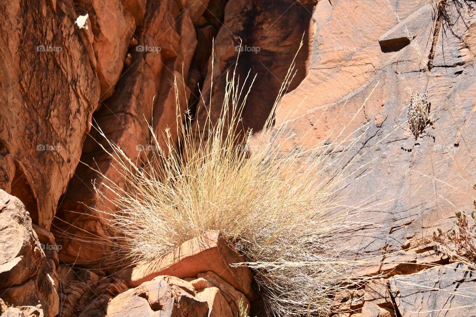 Wild grasses growing on canyon rock face wall, Sacred Canyon in the Flinders Mountains at Wilpena Pound, an aborigine sacred area 