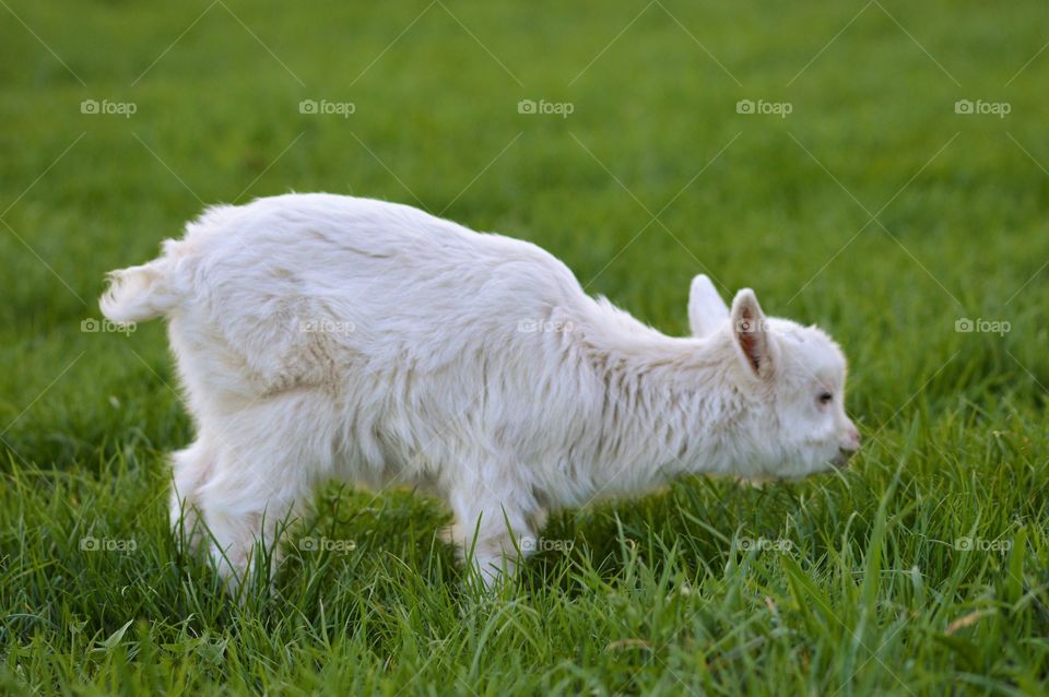 A baby goat grazing on grass