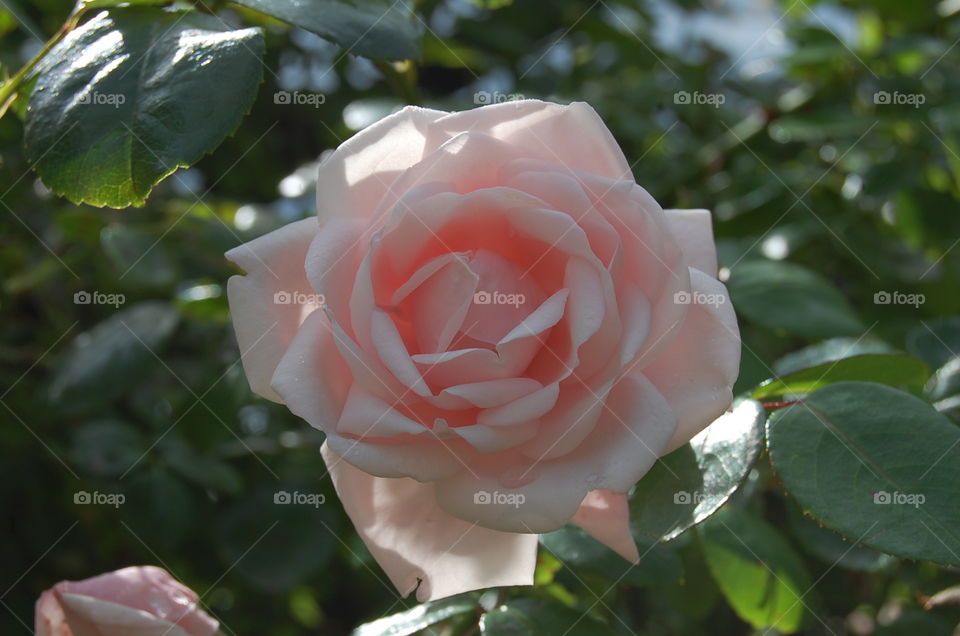 Flower, Rose, Nature, Leaf, Love