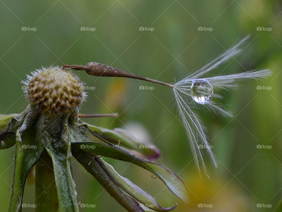 Drop off dew on dandelion seed