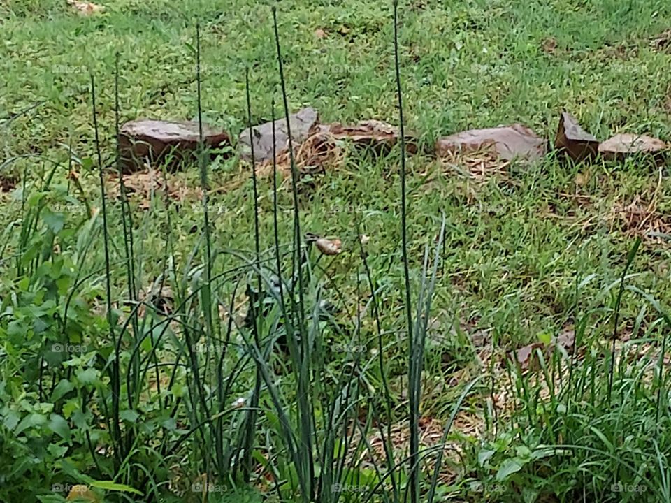 all of this rain sure does make the flowers happy soon these will bloom,  next day.or two.