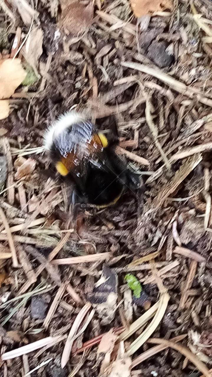 Hummel