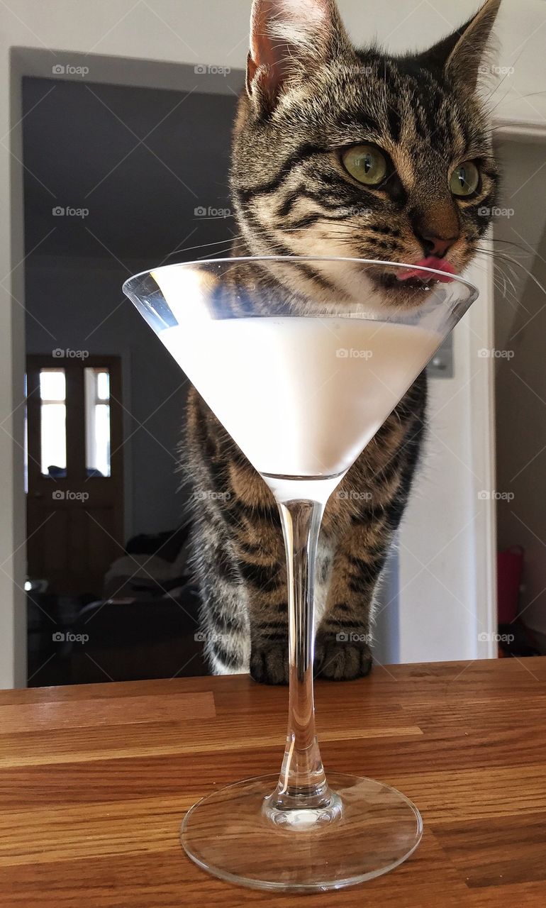 Milk in martini glass for cat