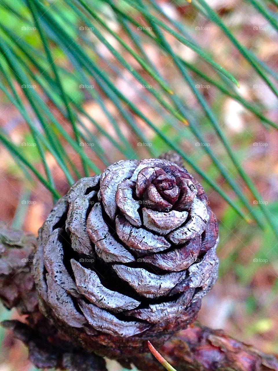 Pine Cone