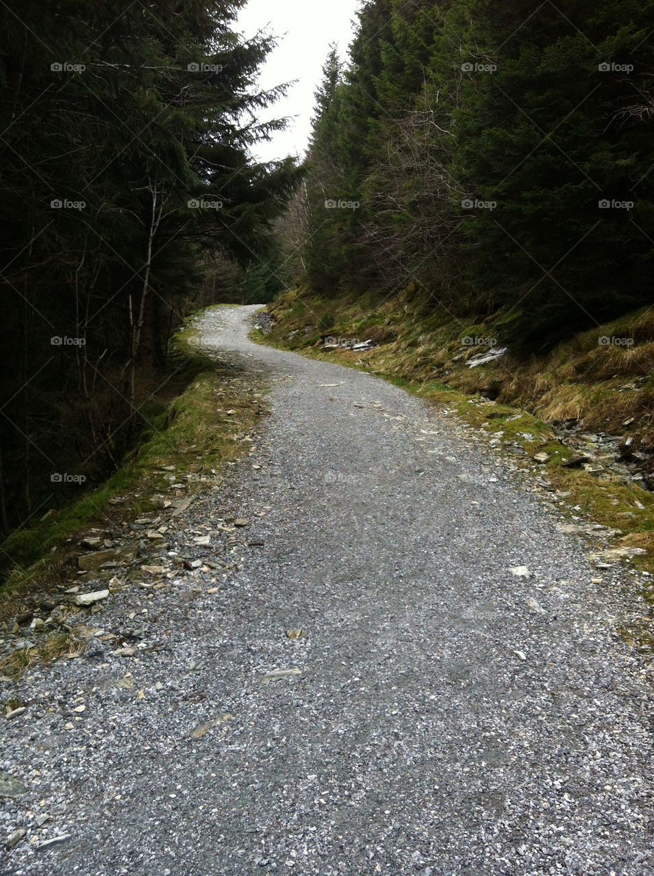norway trees forest road by greirik
