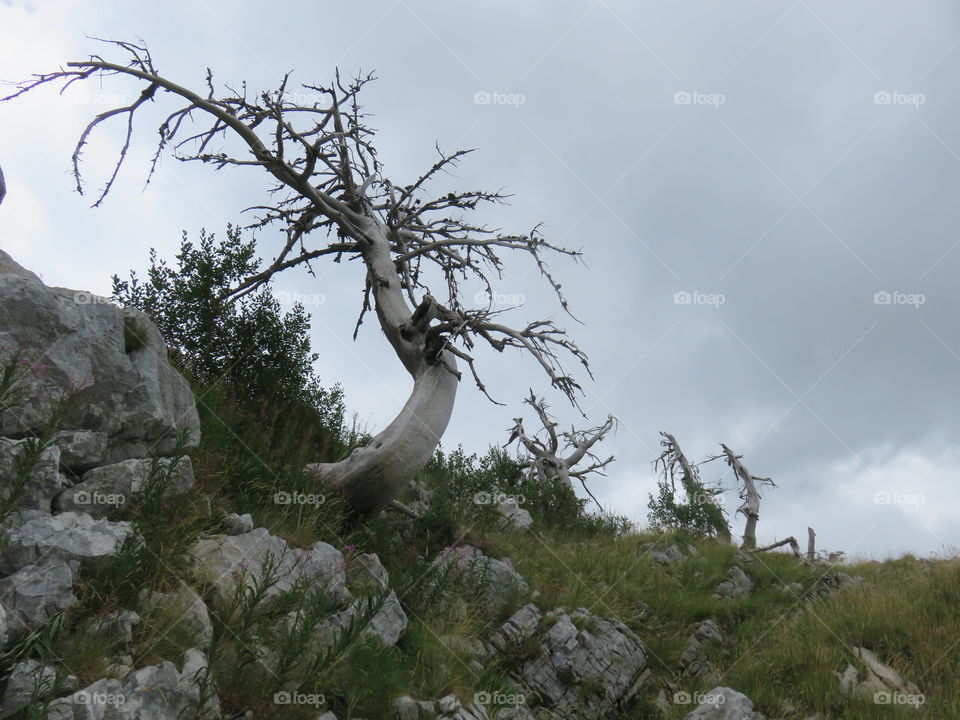 Mountain Orjen Montenegro dried tree trunk on the horizon