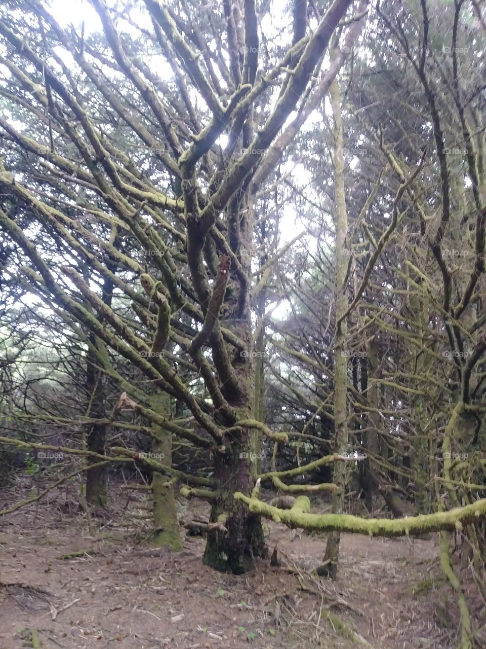 Beautiful mossy trees near the oregon coast
