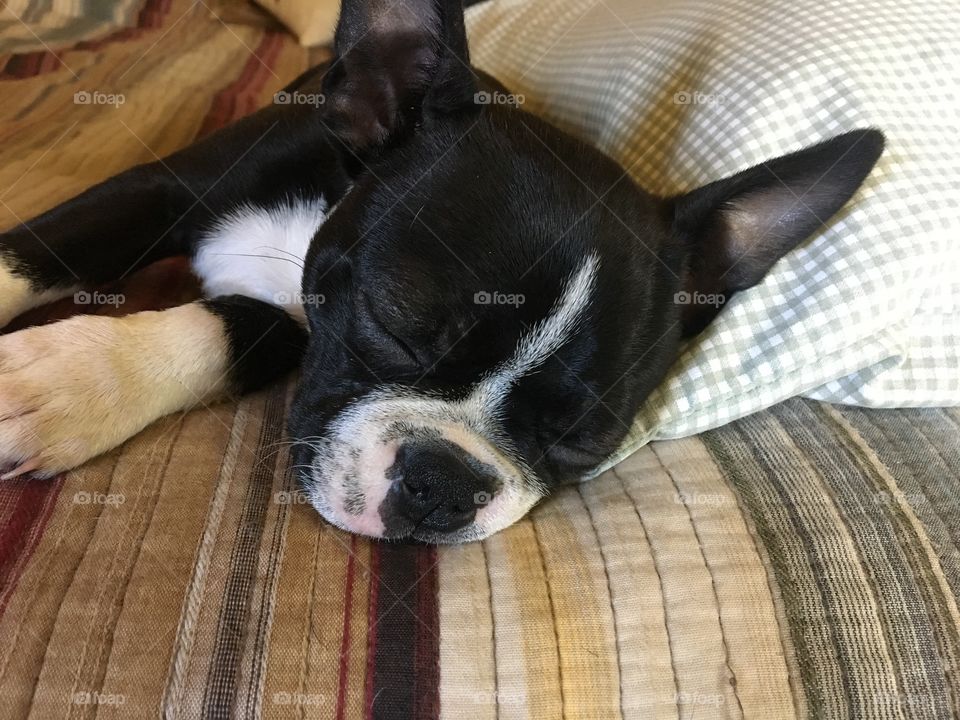 Sleeping Boston Terrier
