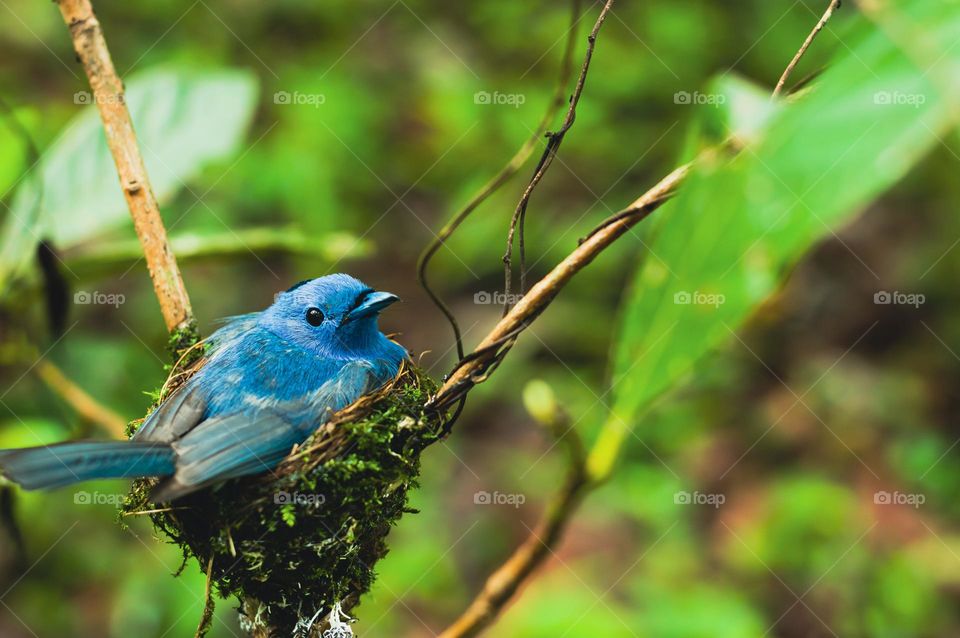 Blue bird posing.