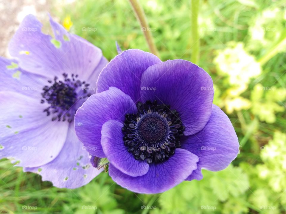 purple anemones