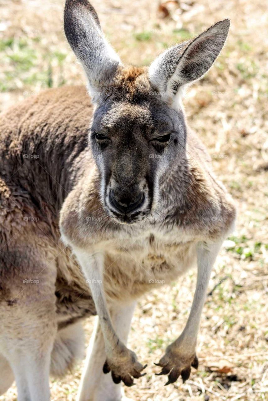 cranky kangaroo