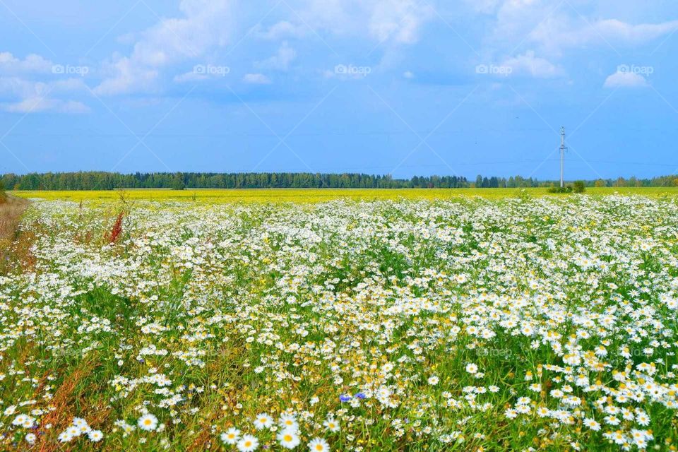 Осеннее поле