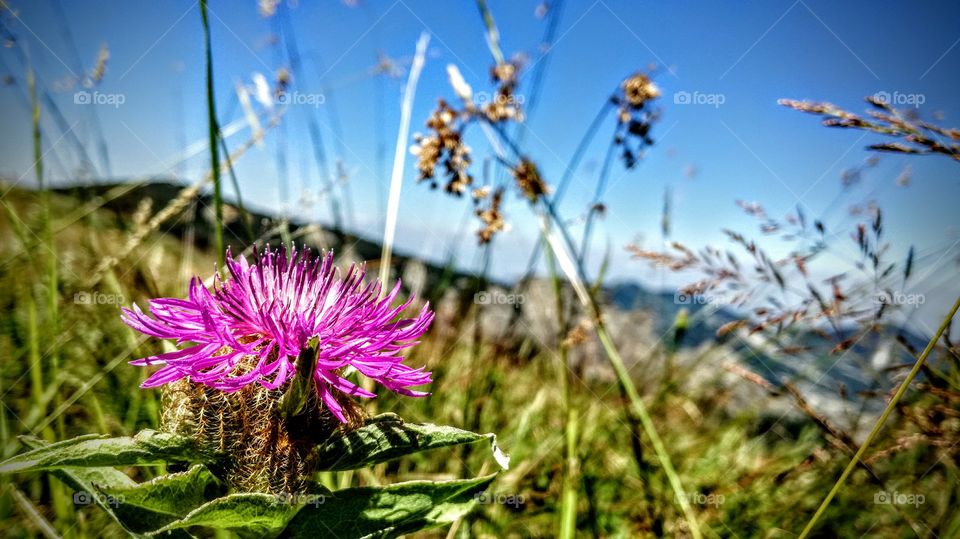flowers in mountain Bulgaria