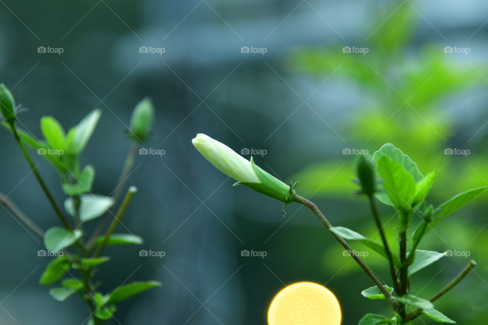 Hibiscus flower in white