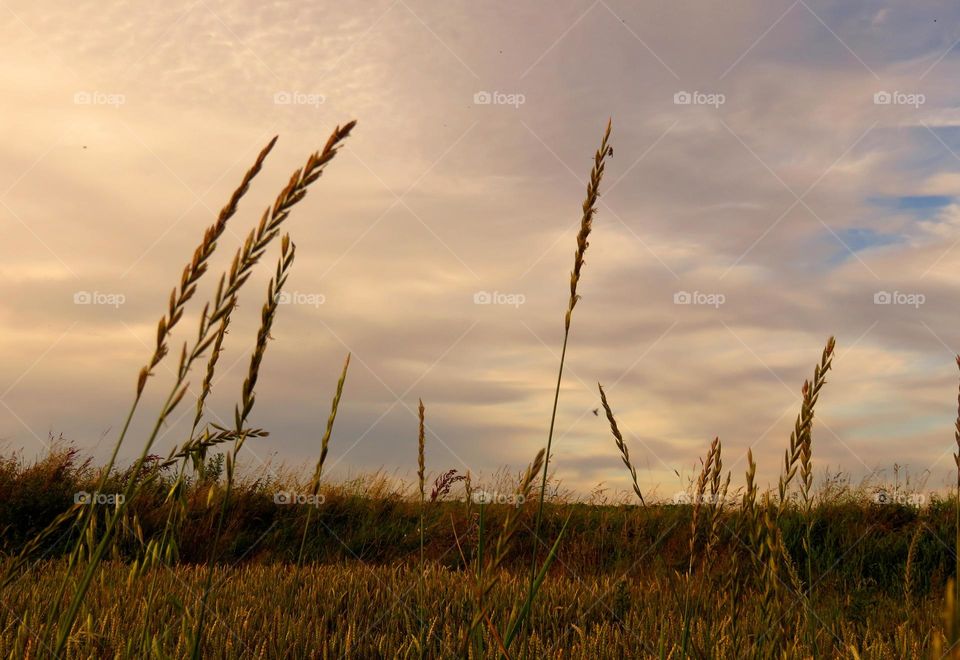 grass in sunset