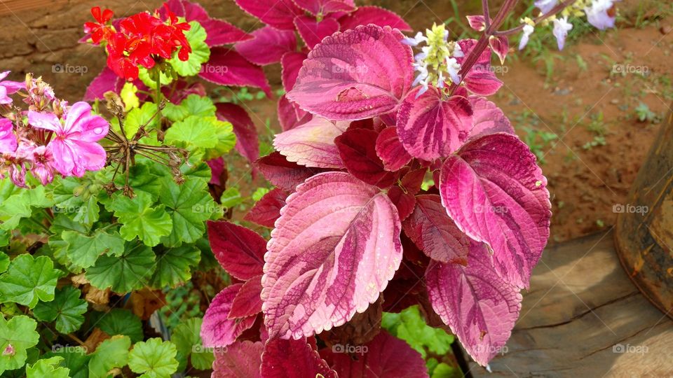 Plantas com folhas coloridas que parecem flores.