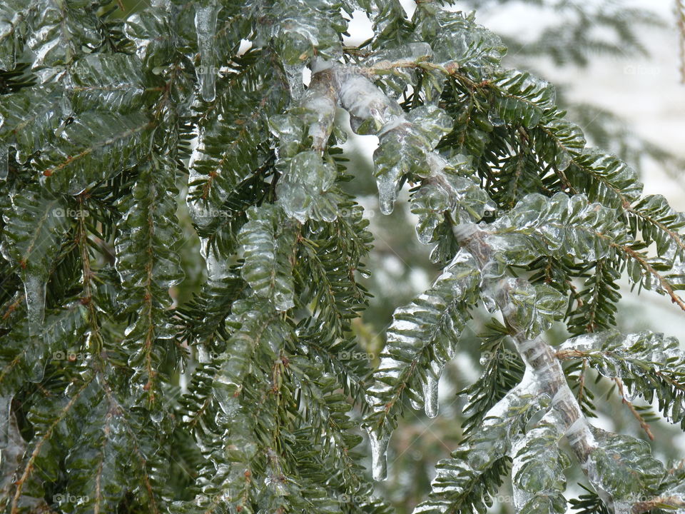 Frosted Pine