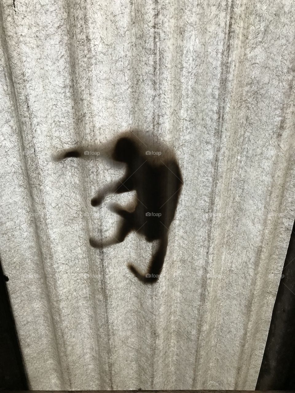 No telhado da minha casa encontro um gato preguiçoso! 