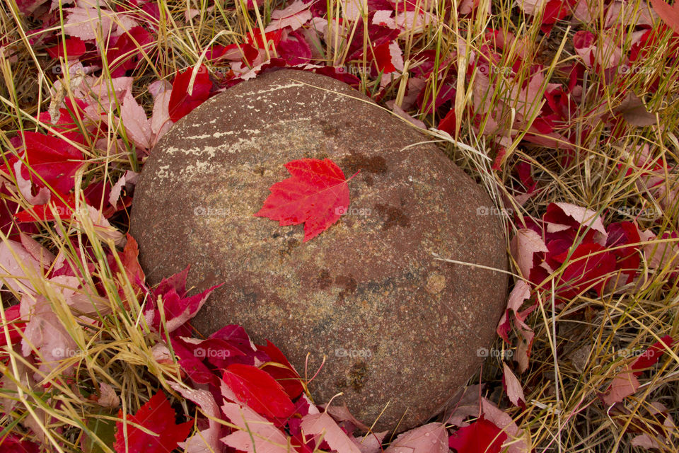 Red maple leaves on the ground