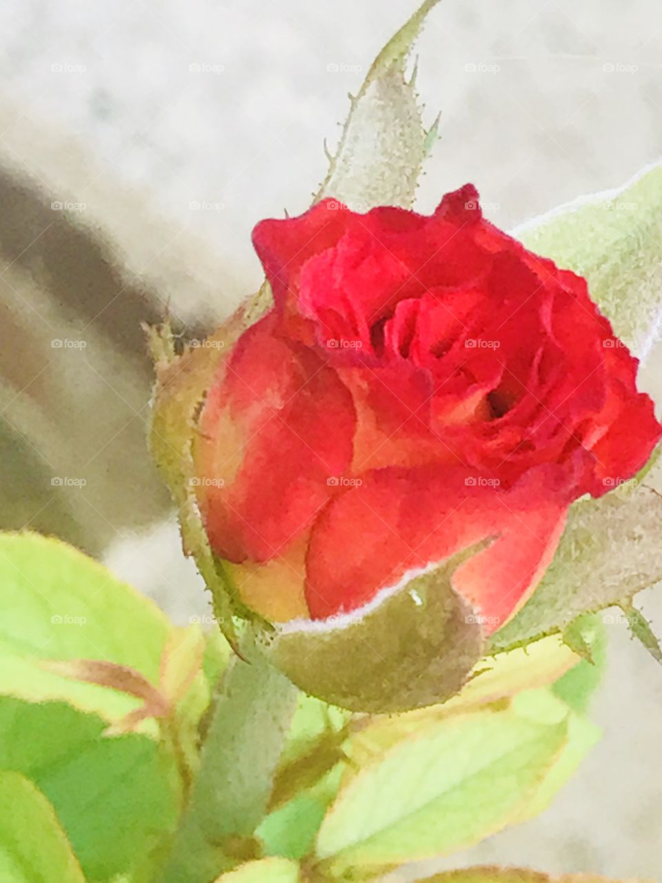 Rosa flower 