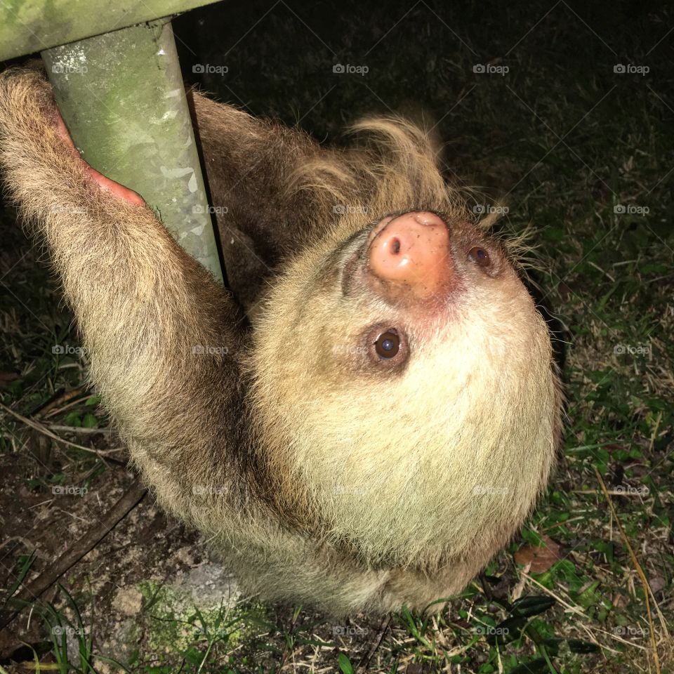 Sloth on a guard rail.