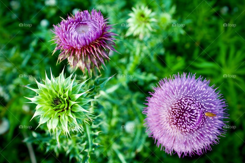 Overhead view of nodding thistles in various stages of growth