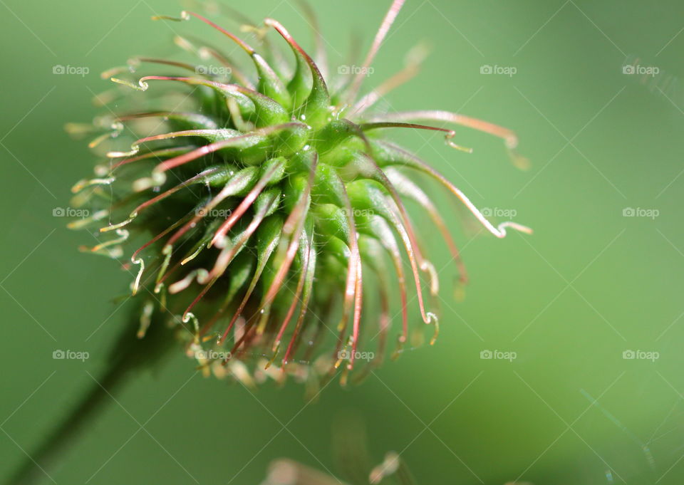 Flower close-up
