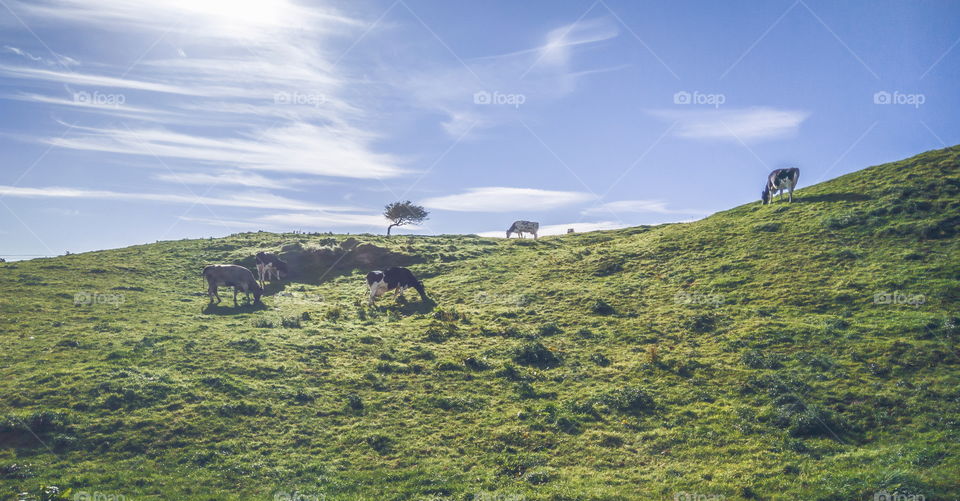 Cows chillin