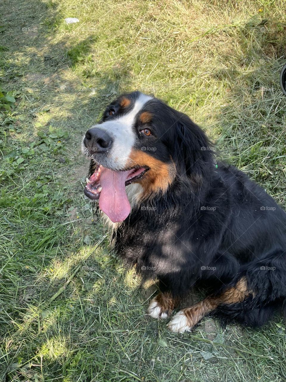 Meet Heidi … Met her this morning on my walk … owner said she was a Burnese or Maltese Mountain Dog … I can’t remember which … google images don’t help me either as both have a distinctive white line down the face 😂