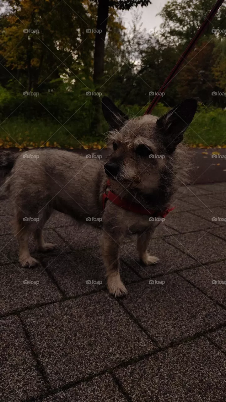 doggyy