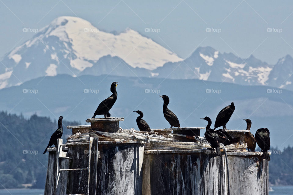 Cormorants with Mt Baker