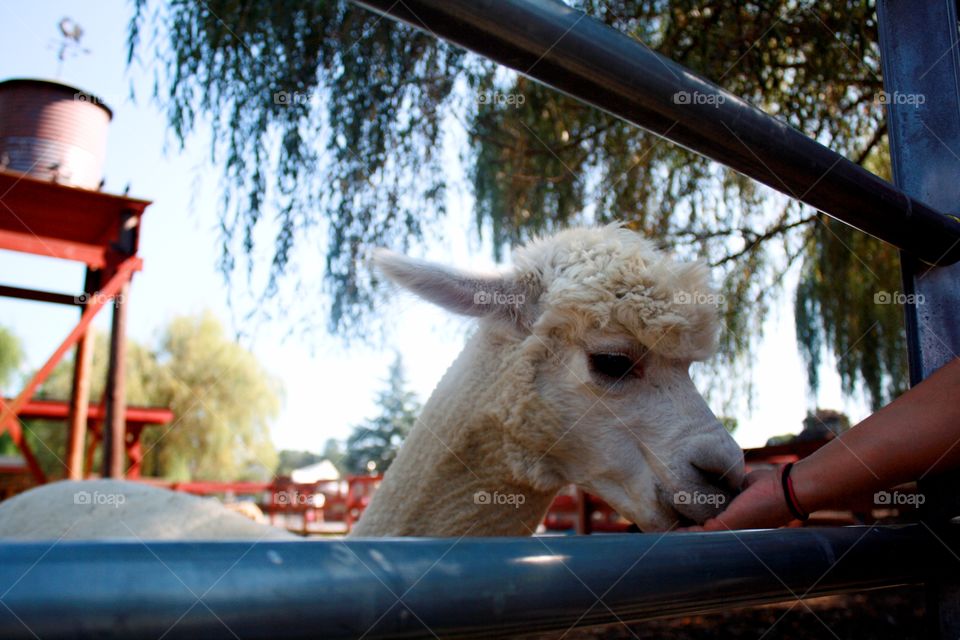 visiting our alpaca friends