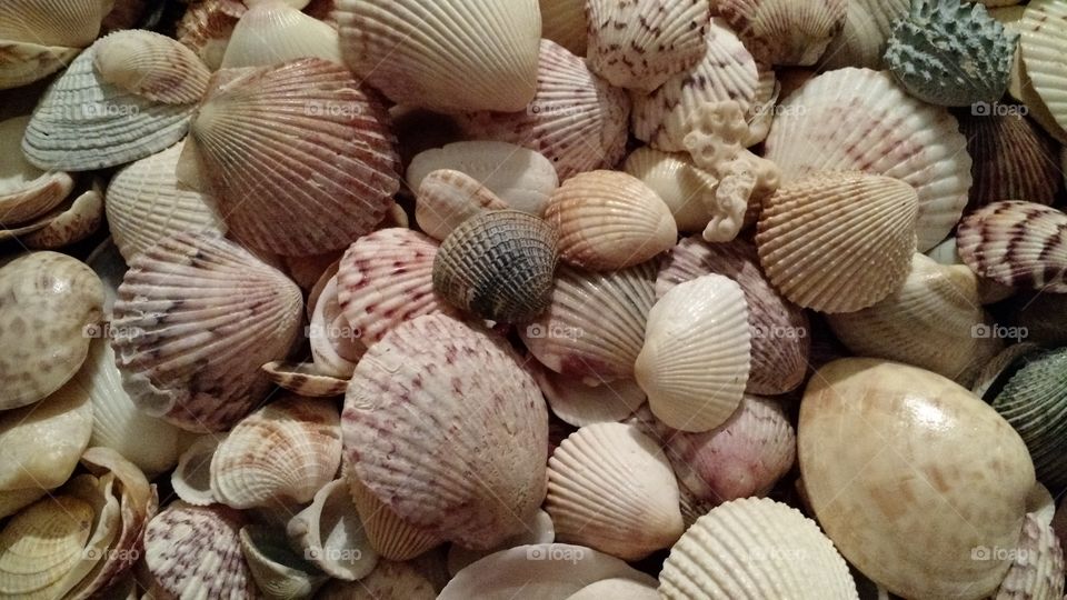shells