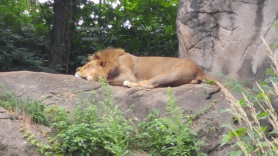 lion