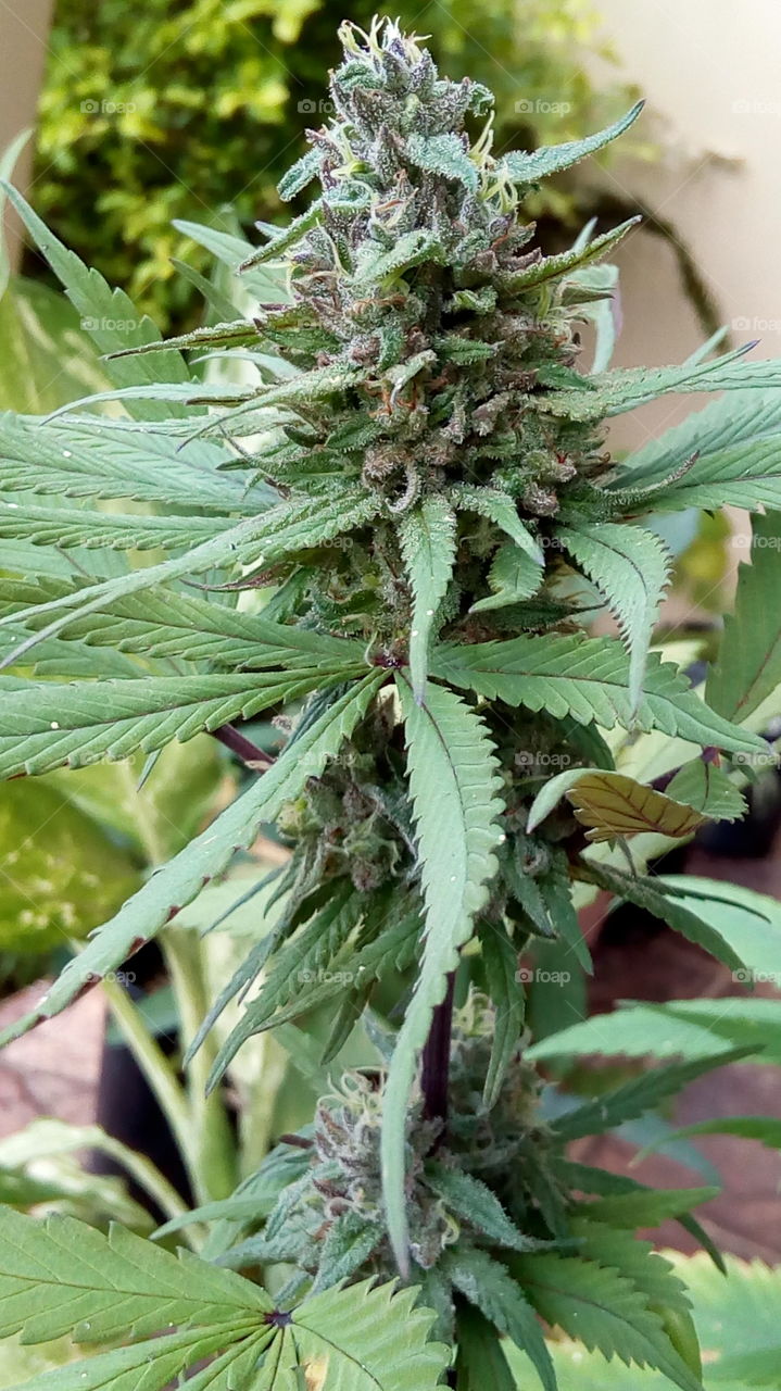 Marijuana Close up
