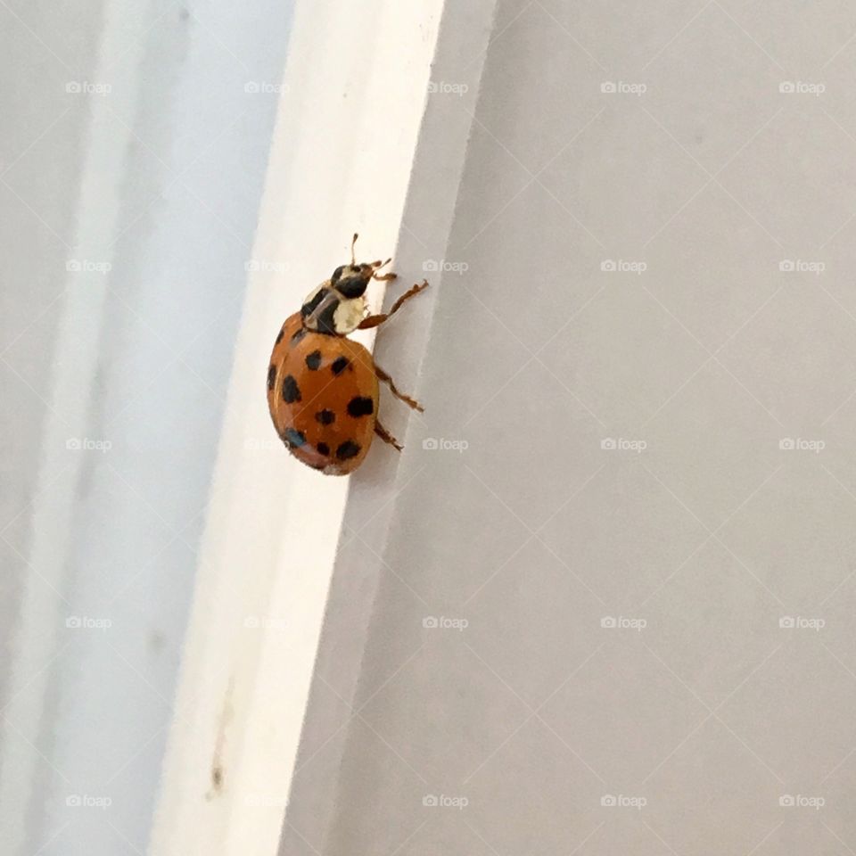 Lady bug