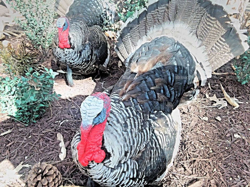 two turkeys for thanksgiving