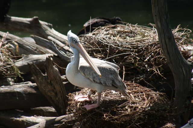 Pelican