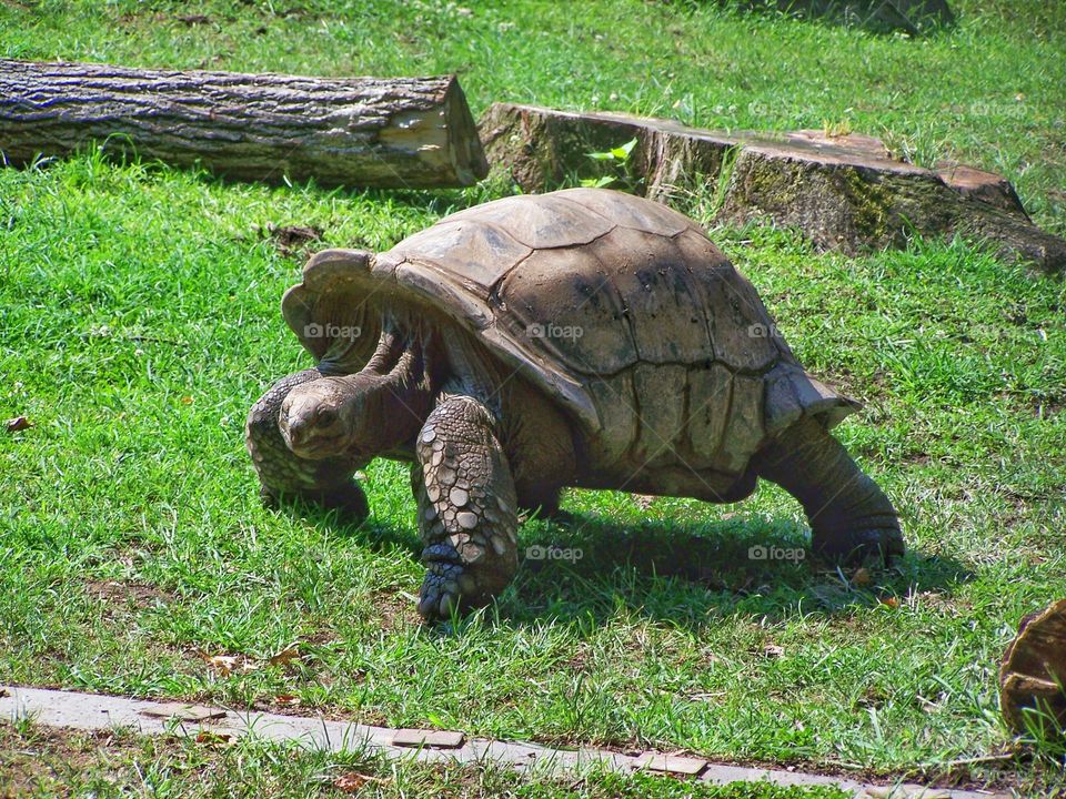 Huge Turtle