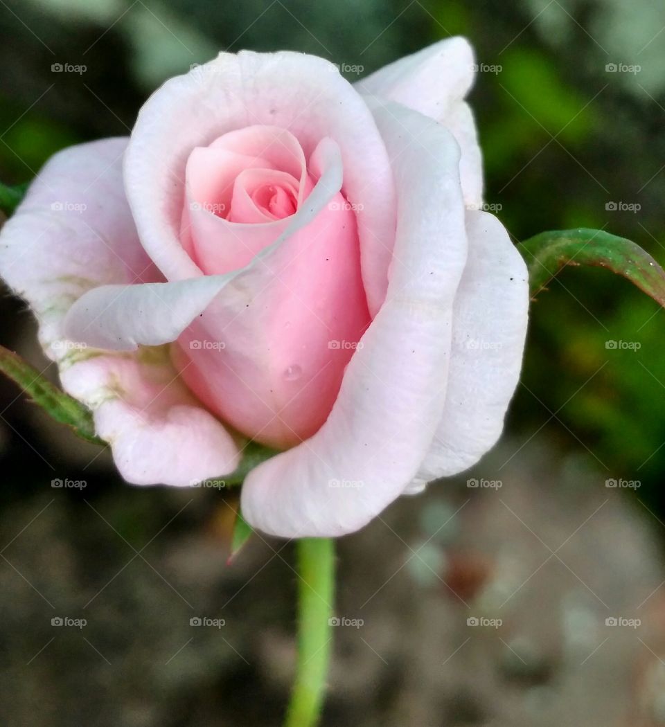 Beautiful, Blooming pink rose