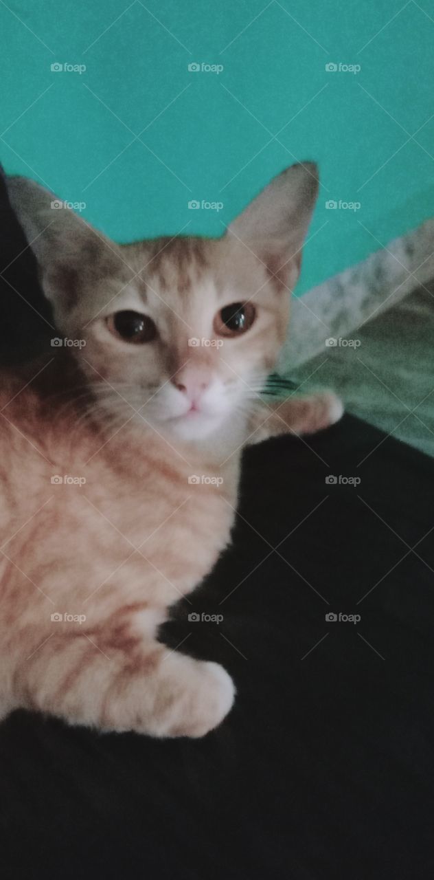 भारत के कैट