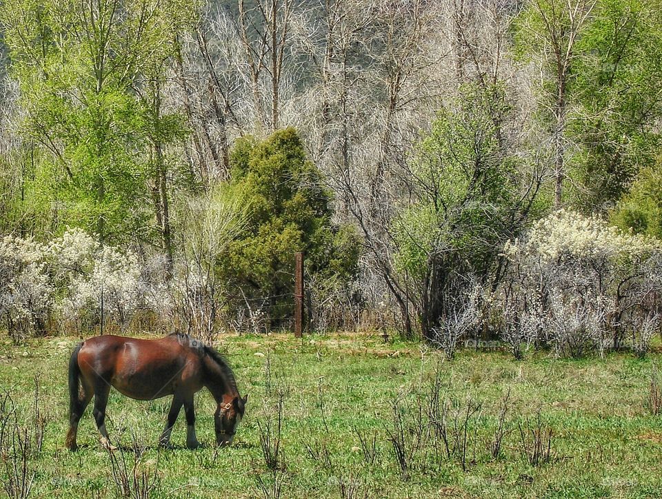 Montana - grazing horse.