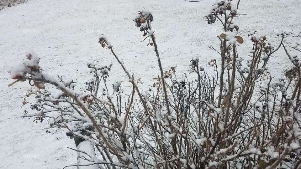 Winter, Snow, Frost, Tree, Season