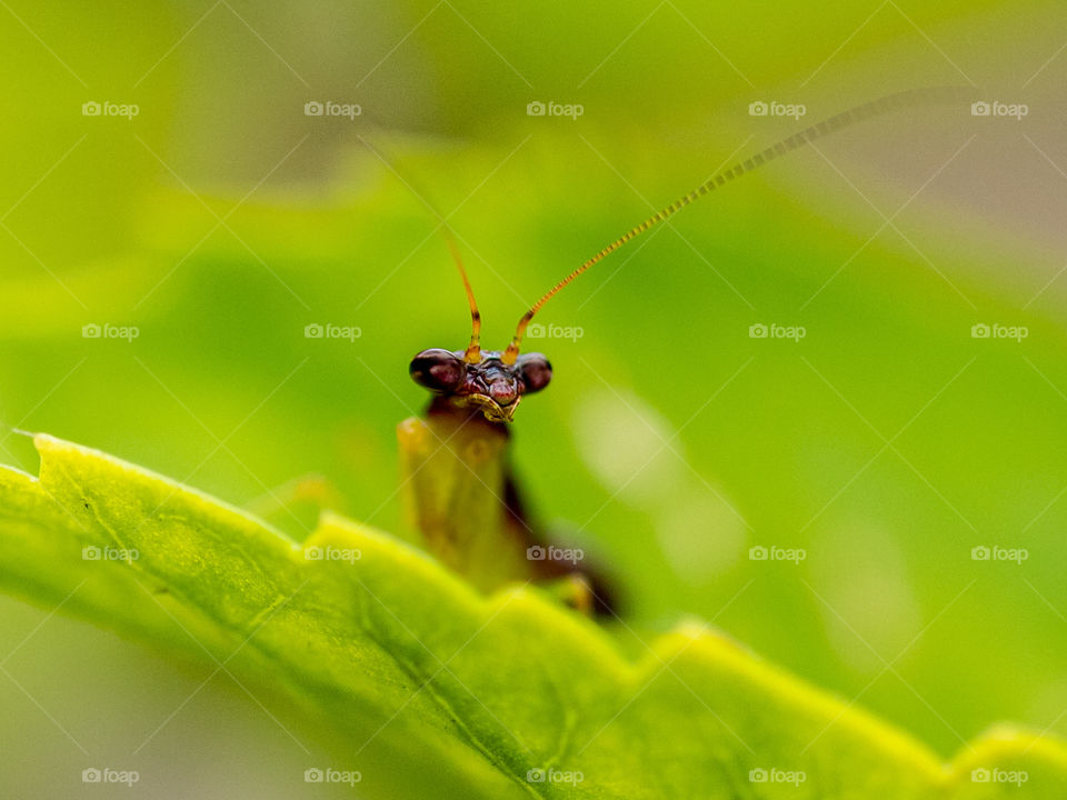 Praying Mantis