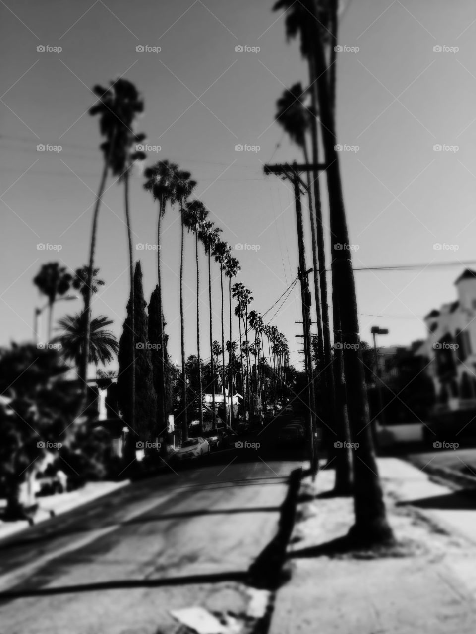 Palm trees L.A