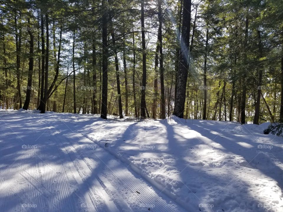 Hiking in the forest in the winter