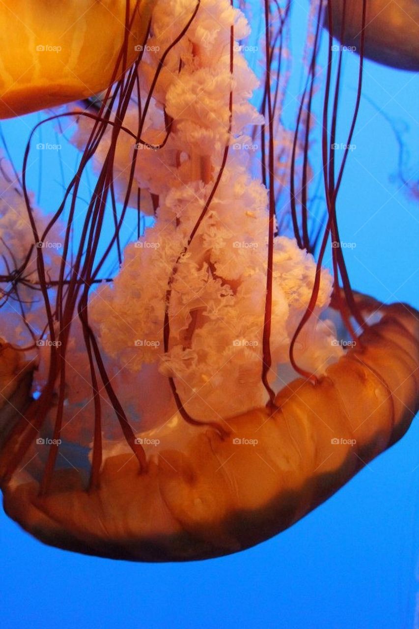 Jelly fish