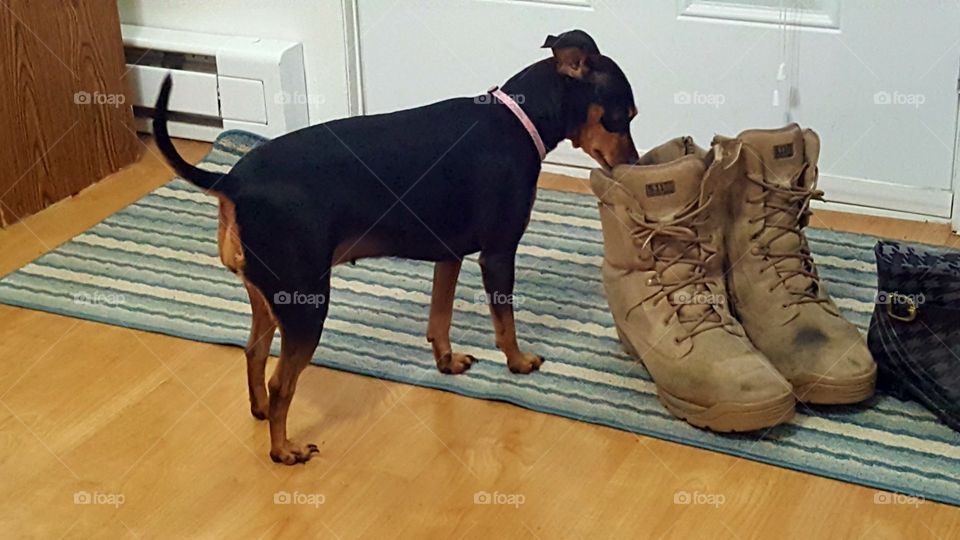 dog and boots