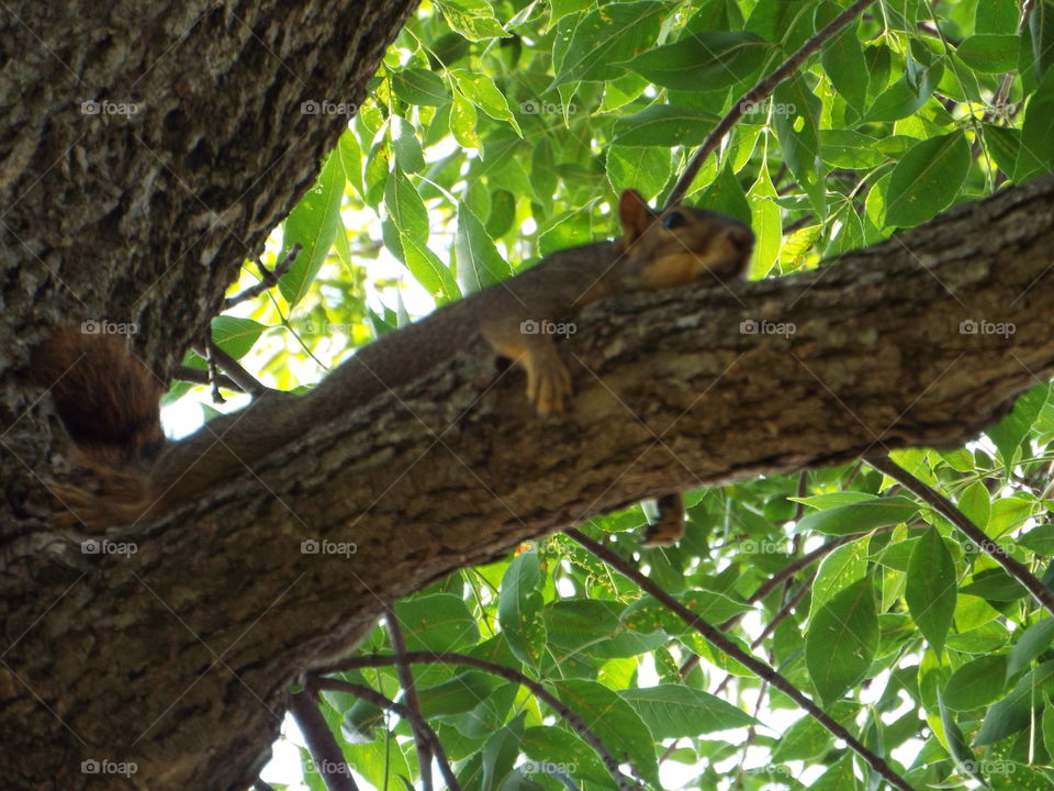 squirrel  in a tree