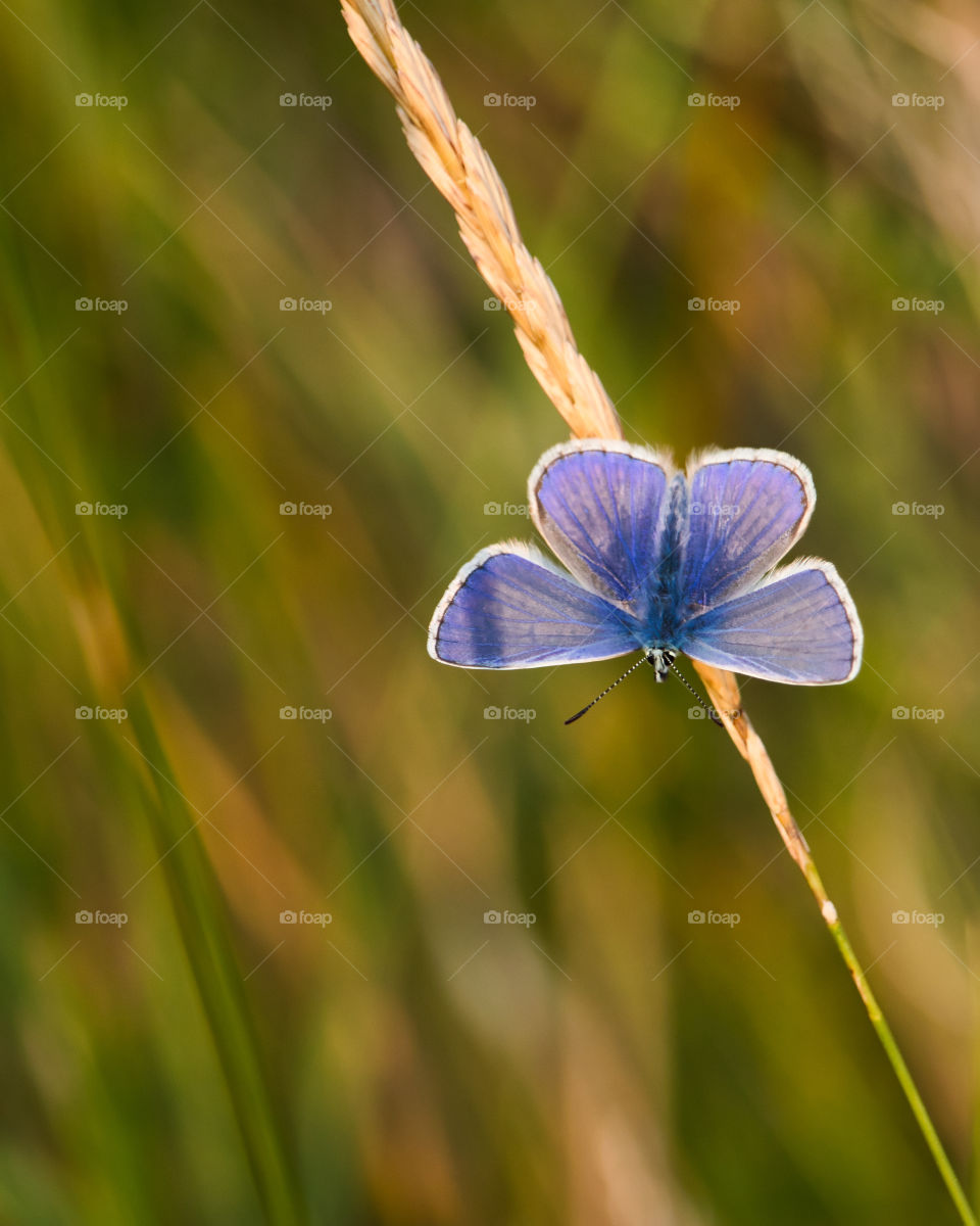 Common blue butterfly closeup